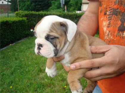 English Bulldog Welpen suchen ein neues Zuhause