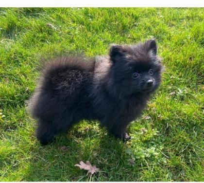Pomeranian Zwergspitz Welpen