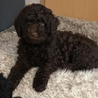Goldendoodle Mini / Medium Welpen