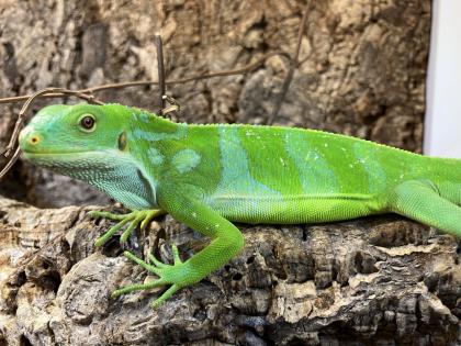 Fidji Leguan Brachylophus Fasciatus
