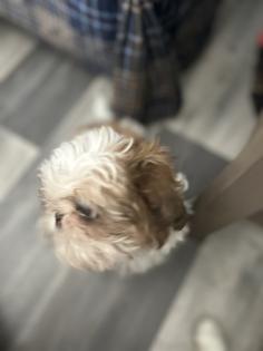 Reinrassige Shi-Tzu Welpen