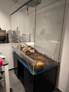 Zwei Königsphytons Königs Phyton Königsphyton pärchen dringend