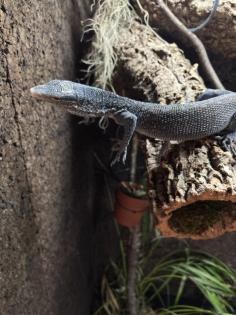 Varanus macraei 1. 0 nz18