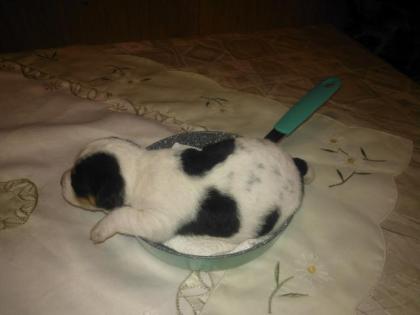 Jack Russell Welpe Rüde Jacky sucht neue liebevolle Familie oder Menschen fürs L