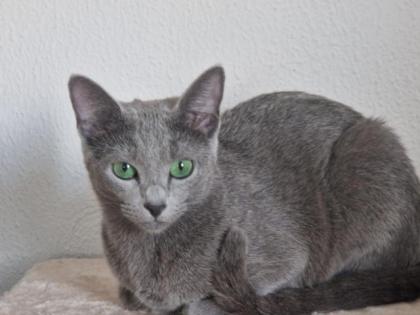 Russisch Blau Kitten mit Stammbaum