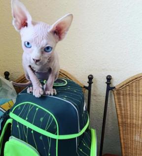 Sphynx zu verkaufen