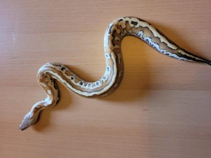Blutpython python brongersmai
