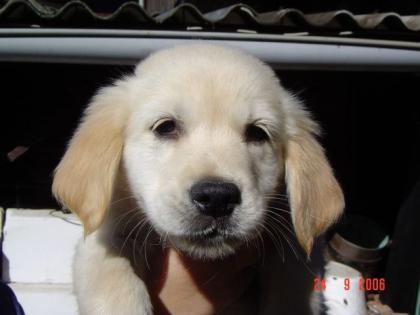 Golden Retriever Welpen