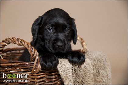Labradorwelpen aus seriöser Familienzucht Schwarze Welpen