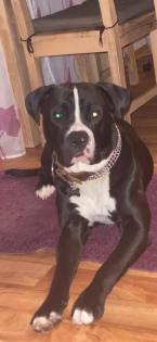 Labrador Boxer mischling