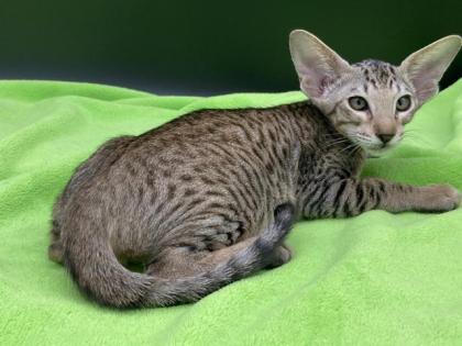 OKH/Siam Katerchen mit Stammbaum