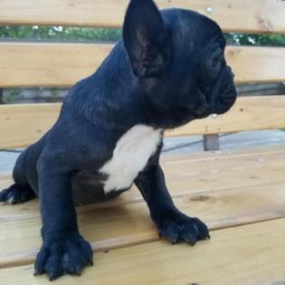Französische Bulldoggenwelpen zu verkaufen.