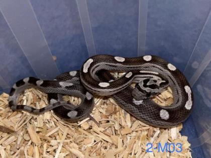 Kornnattern Nachzuchten 2022 - Anery Tessera Motley-x-Striped Sunkissed