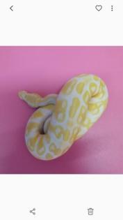 Königspython 100 Albino het. Axanthic NZ 20