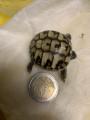 Griechische Landschildkröten abzugeben