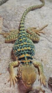 Halsbandleguan Nachzuchten crotaphytus collaris