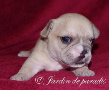 Freiatmende gesunde Französische Bulldoggen Welpen mit Papieren