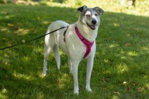 LAYDA - Mix, weiblich, 9 Jahre, 56 cm, 20 kg, Gechipt, Kastriert