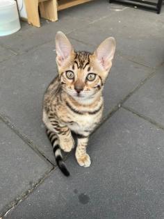Bengalen Babys suchen neue Dosenöffner