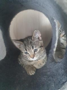 BKH Kitten suchen ein schönes Zuhause