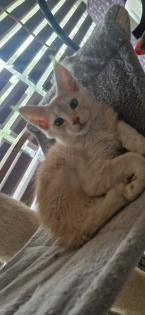 Maine coon kitten suchen ein Zuhause