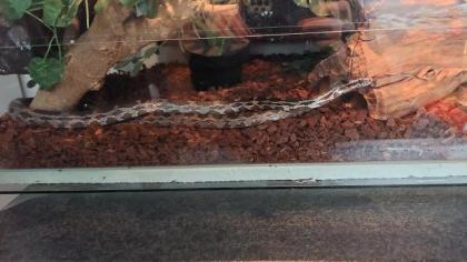 Kornnatter m/w striped / black albino Schlangen 15 Jahre 2 Terrarien