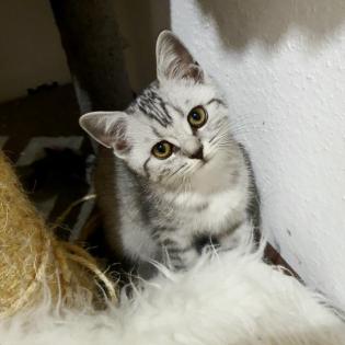 BKHKITTEN tabby abgabebereit