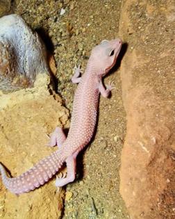 Leopardgeckos, Platz vor Preis