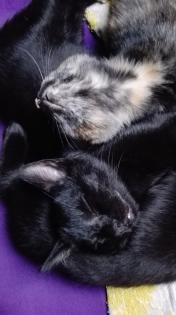 . sechs süße kitten Suchen.