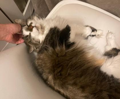 Norwegische Waldkatze/Katze/Reinrassig