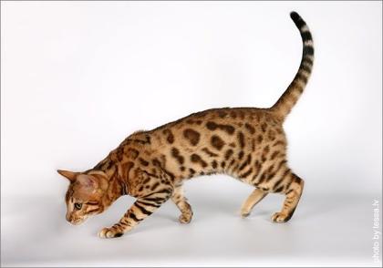 Bengalkatzen