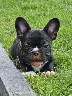 Französische Bulldoggen