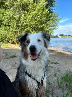 Yukon - Australien Shepherd-