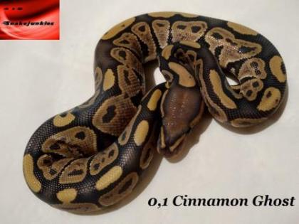 Königspython Nachzucht Woma, Pinstripe, Spotnose, Ghost und mehr