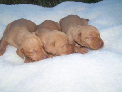 Magyar Vizsla Ungarischer Vorstehhund Welpen zu verkaufen in Ungarn, in der N