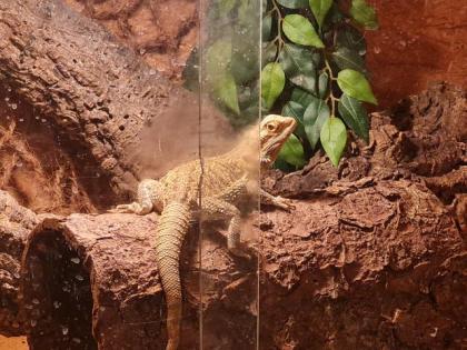 Weibliche Bartagame plus Terrarium und Zubehör