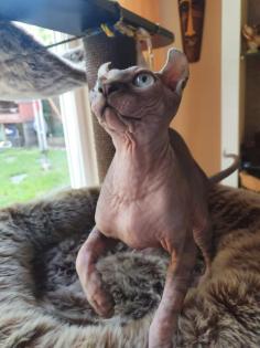 Sphynx Elf Katze Canadian Sphynx
