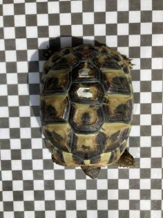 3 Griechische Landschildkröten NZ 2022