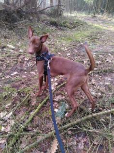 Podenco Rüde Sam sucht seine Menschen