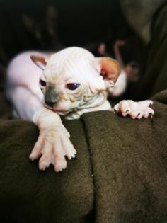 Sphynx kitten