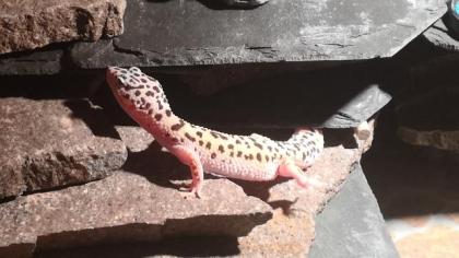 4 Leopardgeckodamen mit 2 Terrarien
