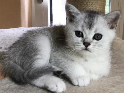 BKH silver shaded Kitten