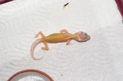 Leopardgecko NZ 2021 in verschiedenen Farbvarianten