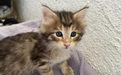 Reinrassige Norwegerkitten mit Ahnentafel