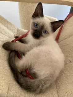 Siam Katzen Kitten, 2 Kater vollständig geimpft
