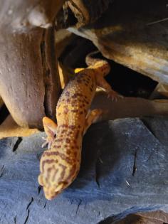 Verkaufe 2 Leopardgeckos