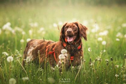 Bretone, Bretonischer Vorstehhund, Jagdhund