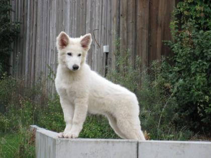 Reinrassige weiße Schäferhund Welpen abzugeben