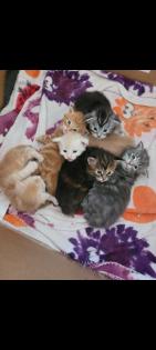 Maine Coon Kitten reinrassig