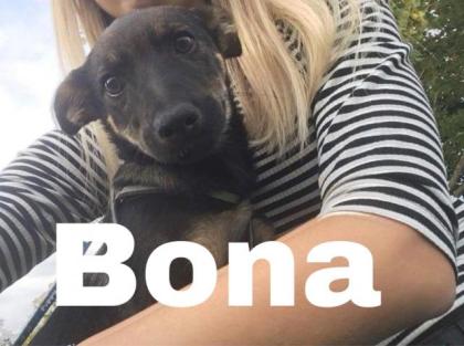 Bona. ist eine schüchterne Hündin, sehr lieb und freundlich
